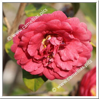 Camellia Botanique Heimudan