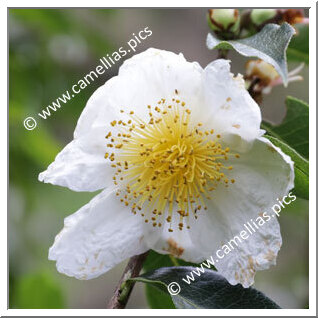 Camellia Botanique C. henryana