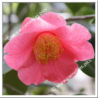 Camellia Camellia Japonica de Higo 'Higo-ôzeki'