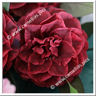 Camellia Japonica 'Hongye Beila'