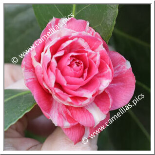 Camellia Japonica 'Il 22 Marzo 1848'