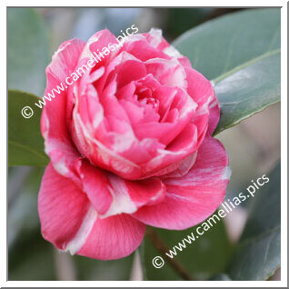 Camellia Japonica 'Il 22 Marzo 1848'