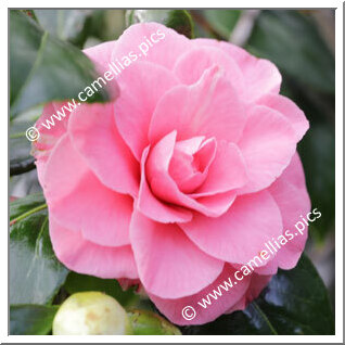 Camellia Japonica 'In the Pink'