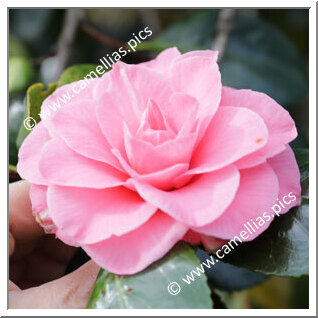 Camellia Japonica 'In the Pink'