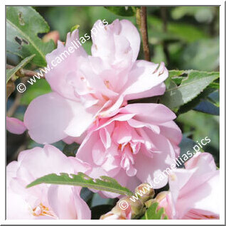 Camellia Hybrid 'Itty Bit'