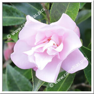 Camellia Hybrid 'Itty Bit'