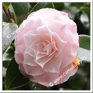 Camellia Japonica 'Jerry Donnan'