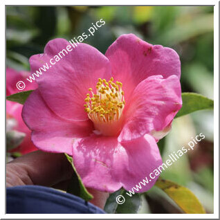 Camellia Botanique C. jinshajiangica