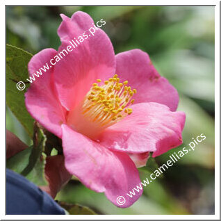 Camellia Botanique C. jinshajiangica