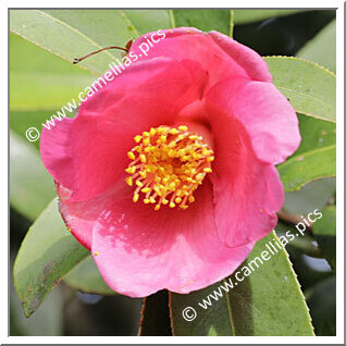 Camellia Botanique C. jinshajiangica