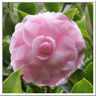 Camellia Hybride C.x williamsii 'Julie Felix'