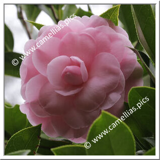 Camellia Hybride C.x williamsii 'Julie Felix'