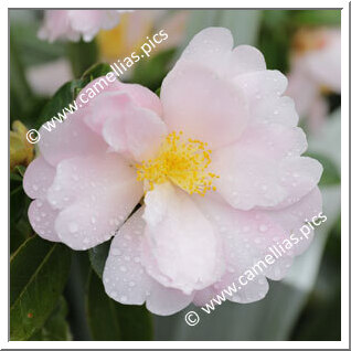 Camellia Hybride 'Jury's Moon Moth'