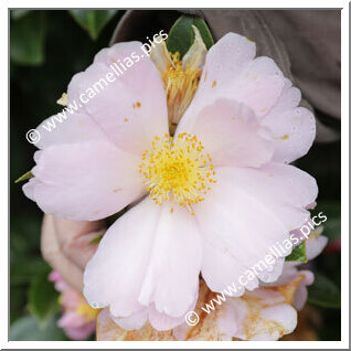 Camellia Hybride 'Jury's Moon Moth'