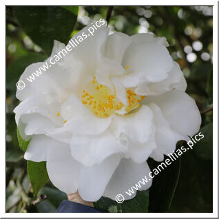 Camellia Japonica 'Kate Sheppard'