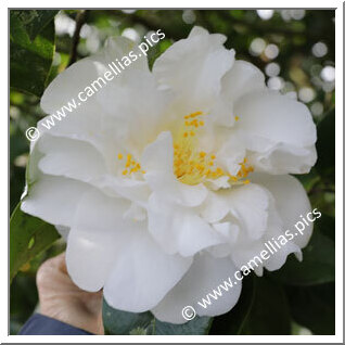 Camellia Japonica 'Kate Sheppard'