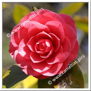 Camellia Japonica 'Kathryn Funari'