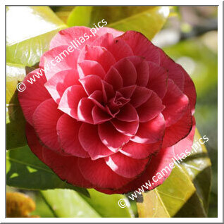 Camellia Japonica 'Kathryn Funari'