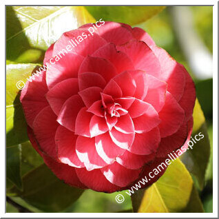 Camellia Japonica 'Kathryn Funari'