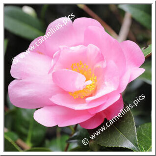 Camellia Hybride C.x williamsii 'Kia Ora'