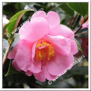 Camellia Hybride C.x williamsii 'Kia Ora'