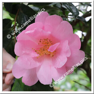 Camellia Hybride C.x williamsii 'Kia Ora'