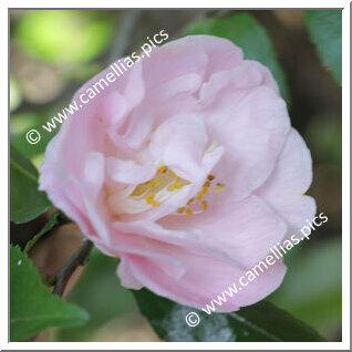 Camellia Hybride 'Kôhi'
