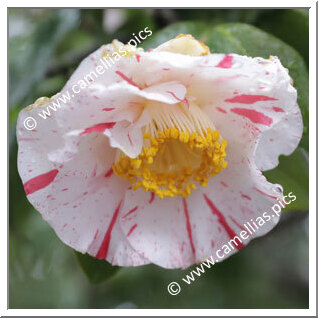 Camellia Japonica 'Kokinran'