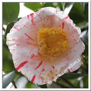 Camellia Japonica 'Kokinran'