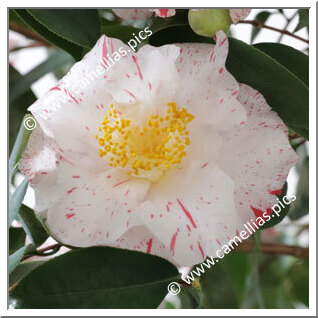 Camellia Japonica 'Kokinran'