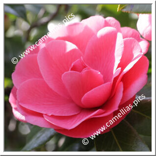 Camellia Japonica 'Kumasaka'