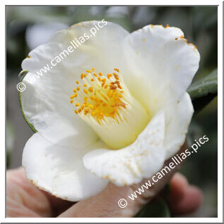 Camellia Japonica 'Kurosawa-haku'