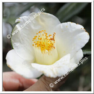 Camellia Japonica 'Kurosawa-haku'