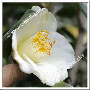 Camellia Japonica 'Kurosawa-haku'