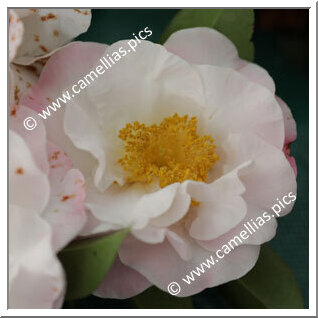 Camellia Hybrid C.reticulata  'Lady Pamela'