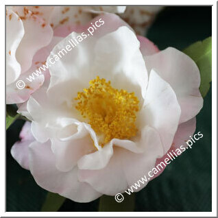 Camellia Hybrid C.reticulata  'Lady Pamela'