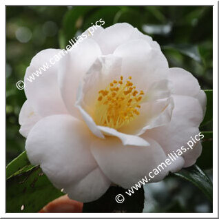 Camellia Japonica 'Lena Jackson'