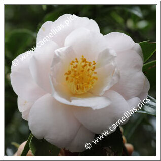 Camellia Japonica 'Lena Jackson'