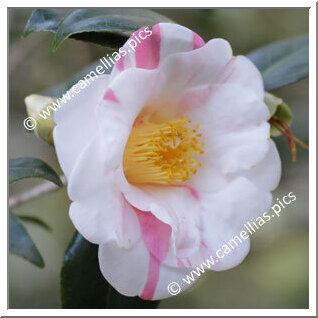 Camellia Japonica 'Lilian Pitts'