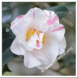 Camellia Japonica 'Lilian Pitts'