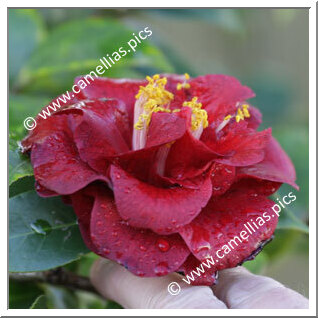 Camellia Japonica 'Liz Carter'