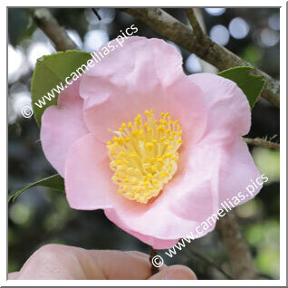 Camellia Japonica 'Luana's Angel'