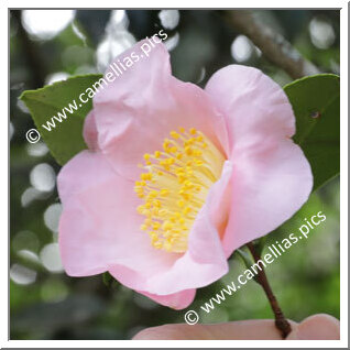 Camellia Japonica 'Luana's Angel'