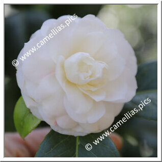 Camellia Japonica 'Maculata'