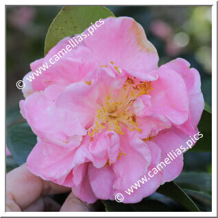Camellia Japonica 'Madame Hahn'
