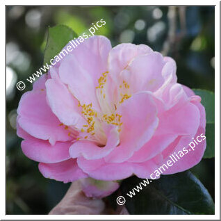 Camellia Japonica 'Madame Hahn'
