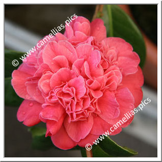 Camellia Japonica 'Madame Martin Cachet'