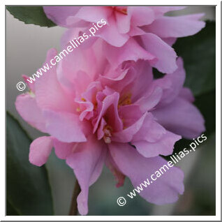 Camellia Sasanqua 'Marge Miller'