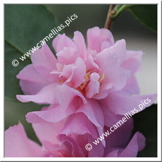 Camellia Sasanqua 'Marge Miller'