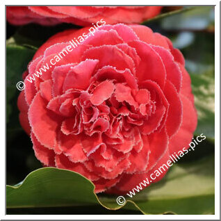 Camellia Japonica 'Maria Otero del Rio'